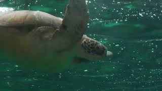 アオウミガメ (神戸市立 須磨海浜水族園) 2023年5月31日