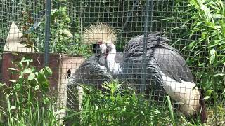 ホオジロカンムリヅル (掛川花鳥園) 2022年7月30日