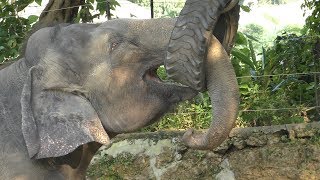 Asian elephant (Okinawa Zoo & Museum, Okinawa, Japan) May 12, 2019