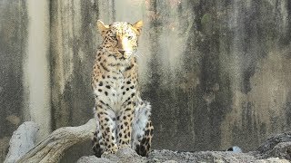 アムールヒョウ の『セイラ』 (神戸市立王子動物園) 2019年11月8日