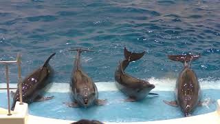 Dolphin time [2/2] (Kagoshima City Aquarium (Io World), Kagoshima, Japan) July 28, 2018