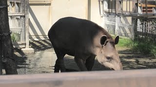 ブラジルバク の『カルロス』と『ミノリ』 (京都市動物園) 2020年9月1日
