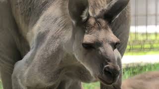 Western Grey Kangaroo (Hamamatsu Zoological Gardens, Shizuoka, Japan) July 25, 2021