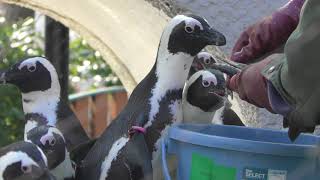 African penguin Feeding time (Ueno Zoological Gardens, Tokyo, Japan) February 17, 2018