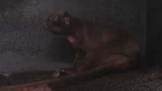 Kinkajou (Higashiyama Zoo and Botanical Gardens, Aichi, Japan) July 22, 2021