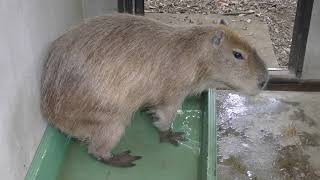 Capybara (OMIYA PARK ZOO, Saitama, Japan) July 21, 2018