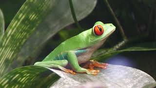 Red-eyed tree frog | The Forest of Spirits (átoa, Hyogo, Japan) October 30, 2021