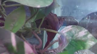 Crested gecko (Urayasu Traffic Park, Chiba, Japan) August 4, 2023