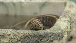 Snake (Higashiyama Zoo and Botanical Gardens, Aichi, Japan) July 22, 2021