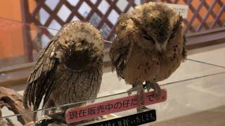 3 types Eurasian Scops owl (Torinoiru cafe Main shop Yanaka, Tokyo, Japan) December 11, 2018