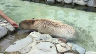 Capybara (Nasu Animal Kingdom, Tochigi, Japan) July 23, 2017