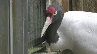 オグロヅル　Black-necked crane