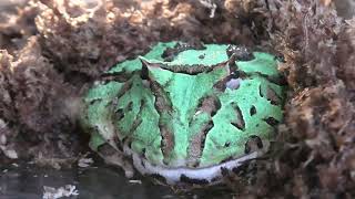ベルツノガエル (めっちゃおもろい動物園) 2021年10月7日