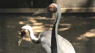 マナヅル の『たけ』と『ぼたん』 (神戸市立 王子動物園) 2020年8月4日