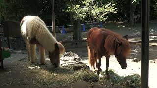 ミニチュアホース (三島市立公園楽寿園) 2022年7月31日