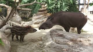 Brazilian tapir Parent and child (KOBE ANIMAL KINGDOM, Hyogo, Japan) October 24, 2021