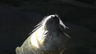 Spotted Seal (Shinagawa Aquarium, Tokyo, Japan) November 26, 2017