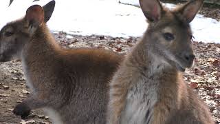 アカクビワラビー　Red-necked wallaby