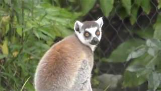 Ring-tailed lemur (Tokiwa Zoo, Yamaguchi, Japan) May 19, 2018