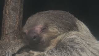 Linnaeus's two-toed sloth (Higashiyama Zoo and Botanical Gardens, Aichi, Japan) July 22, 2021