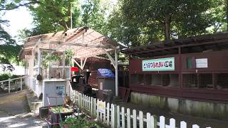 豆汽車 (三島市立公園楽寿園) 2022年7月31日