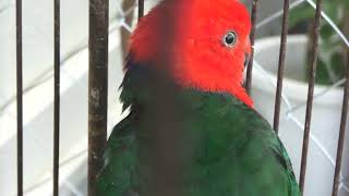 キンショウジョウインコ (めっちゃおもろい動物園) 2021年10月7日