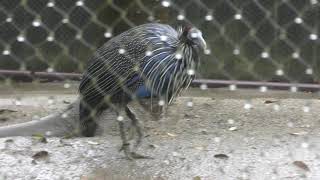 Vulturine guineafowl (Yokohama Zoological Gardens 