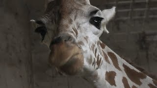 Giraffe (Ueno Zoological Gardens, Tokyo, Japan) September 11, 2020