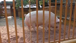 Pig (Ouchiyama Zoo, Mie, Japan) January 3, 2018