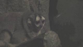 Night monkey (Higashiyama Zoo and Botanical Gardens, Aichi, Japan) November 18, 2017