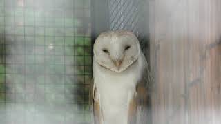 Barn Owl (Toyama Municipal Family Park Zoo, Toyama, Japan) August 15, 2019