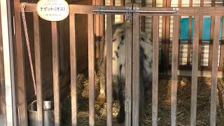 Miniature horse (Saitama Children's Zoo, Saitama, Japan) February 3, 2018