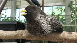 ハイイロエボシドリ (掛川花鳥園) 2022年7月30日