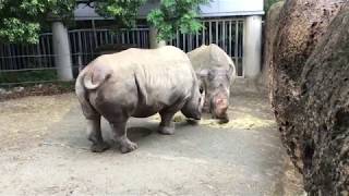 Square-lipped rhinoceros Breakfast (Toyohashi Zoo and Botanical Park, Aichi, Japan) August 5, 2017