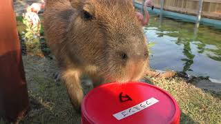 Baby Capybara (YokohamaHakkeijima Seaparadise, Kanagawa, Japan) July 14, 2018