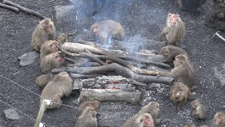 Monkey on a bonfire (Japan Monkey Centre, Aichi, Japan) January 20, 2019