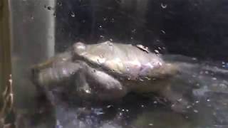Alligator snapping turtle (Port of Nagoya Public Aquarium, Aichi, Japan) November 18, 2017