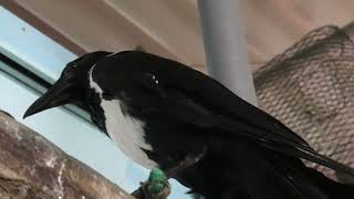 ムナジロガラス (めっちゃおもろい動物園) 2021年10月7日