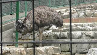 Emu (Fukuoka Municipal Zoo and Botanical Garden, Fukuoka, Japan) April 23, 2019