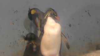 キタイワトビペンギン (アクアパーク品川) 2018年2月25日