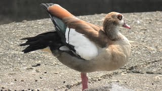 Egyptian goose (TOBU ZOO, Saitama, Japan) September 18, 2020