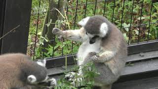 Ring-tailed lemur (ITOZU NO MORI Zoological Park, Fukuoka, Japan) April 25, 2019