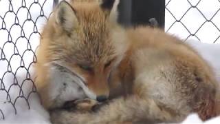 Ezo red fox (Asahiyama Zoo, Hokkaido, Japan) February 11, 2018