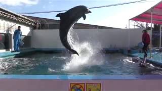 イルカの朝の身体検査とジャンプ練習 (伊勢シーパラダイス) 2018年1月2日