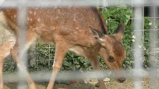 Formosan sika deer (Okinawa Zoo & Museum, Okinawa, Japan) May 12, 2019