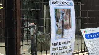 タンチョウ の『鶴太郎』と『皐』 (神戸市立 王子動物園) 2020年8月4日