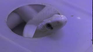 Texas rat snake Leucism (Kasumigaura City Aquarium, Ibaraki, Japan) December 2, 2017