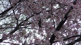 桜とヒヨドリ (小諸城址・懐古園) 2018年4月15日