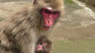 Japanese macaque Parent and child (Mt.Takago nature zoo, Chiba, Japan) June 17, 2018