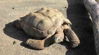 Aldabra giant tortoise (MISAKI KOEN Amusement Park, Osaka, Japan) January 19, 2020